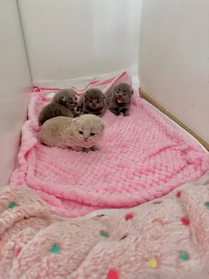 Reinrassiges BKH Kittens abzugeben