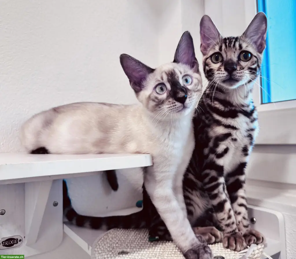Bengal Kater Seal Snow Lynx Charcoal mit TICA-Stammbaum