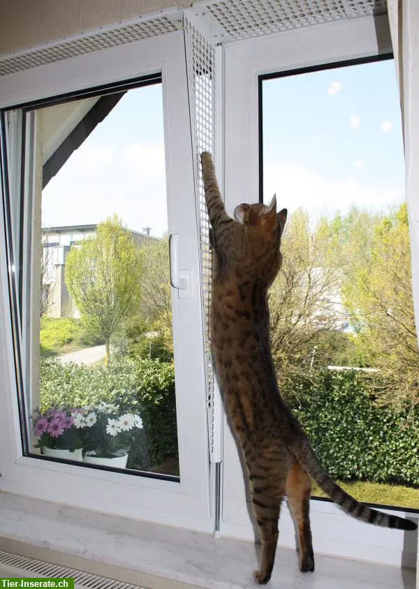 Kippfensterschutz für Katzen von austmetall, Sys 4, ohne Bohren