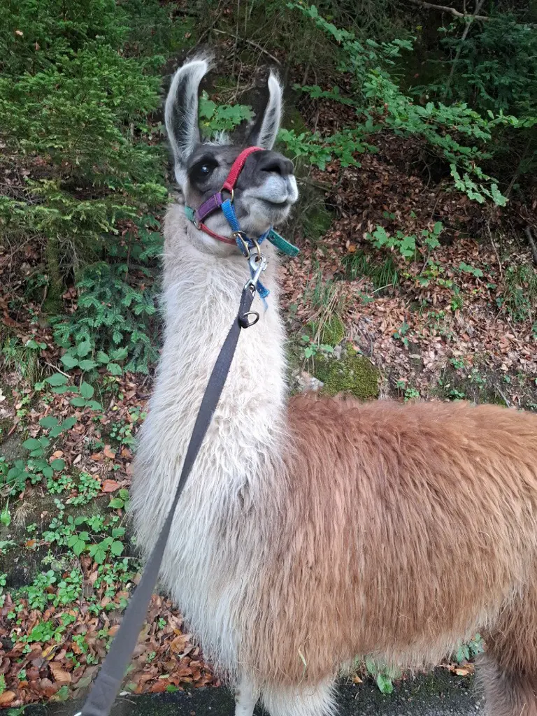 Trekkinglamas, Wallache und Junghengste der Rasse Classic