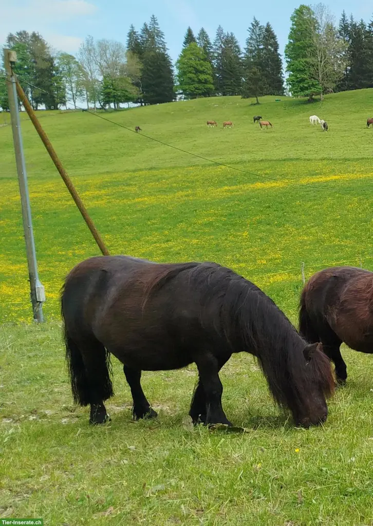 Shetty Stute als Beistellpferd