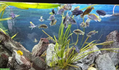 260L Juwel Vision Aquarium mit Malawi-Buntbarschen
