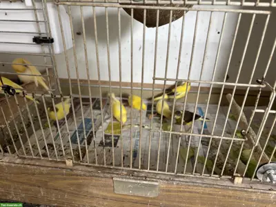 Junger Kanarienvogel zu verkaufen