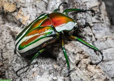 Dicronorhina derbyana derbyana, Larven L2/L3