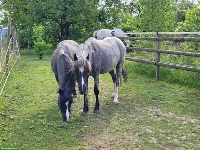 Reitbeteiligung auf Welsh-Pony's in Rümlang ZH