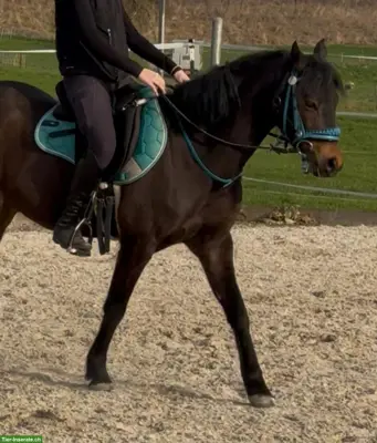 Pony-Araber-Mix Wallach, 7-jährig, sportliches Allround-Pony