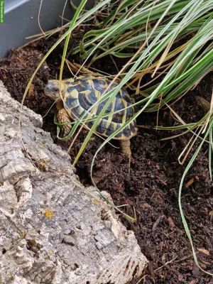 Griechische Landschildkröte THB "Aiko", männlich, 10-jährig