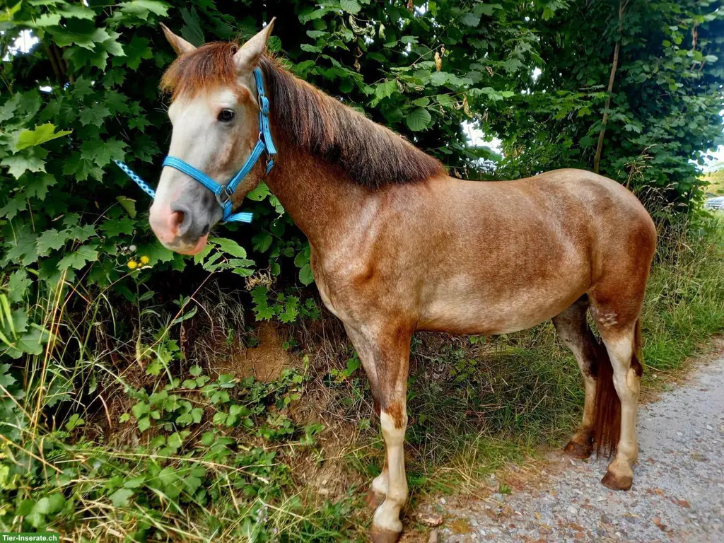 Pony-Mix Stute zu verkaufen, therapiegeeignet und sehr verschmust