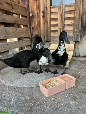 3 Laufenten Erpel (Bio) zu verkaufen