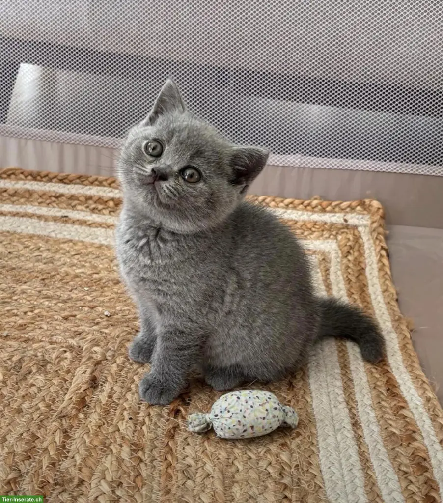 Reinrassige BKH-Kitten