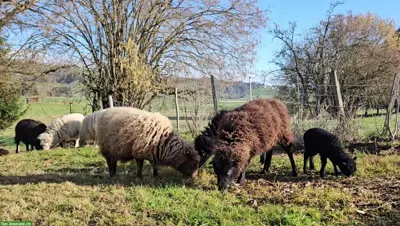 Ouessant Schafe Rassetiere zu verkaufen