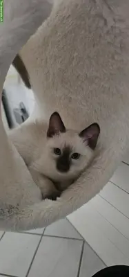 Thai Siam Kitten reinrassig zu verkaufen