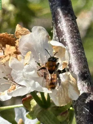 Mauerbienen Kokons zu verkaufen, natürliche Bestäuber