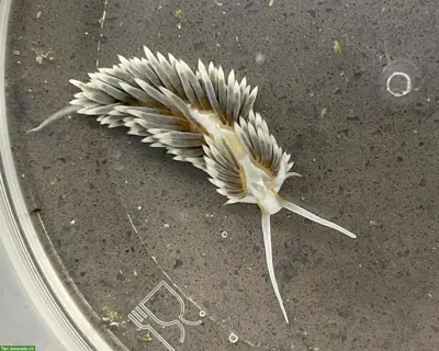 Berghia stephanieae, Glasrosenfressende Nacktschnecke