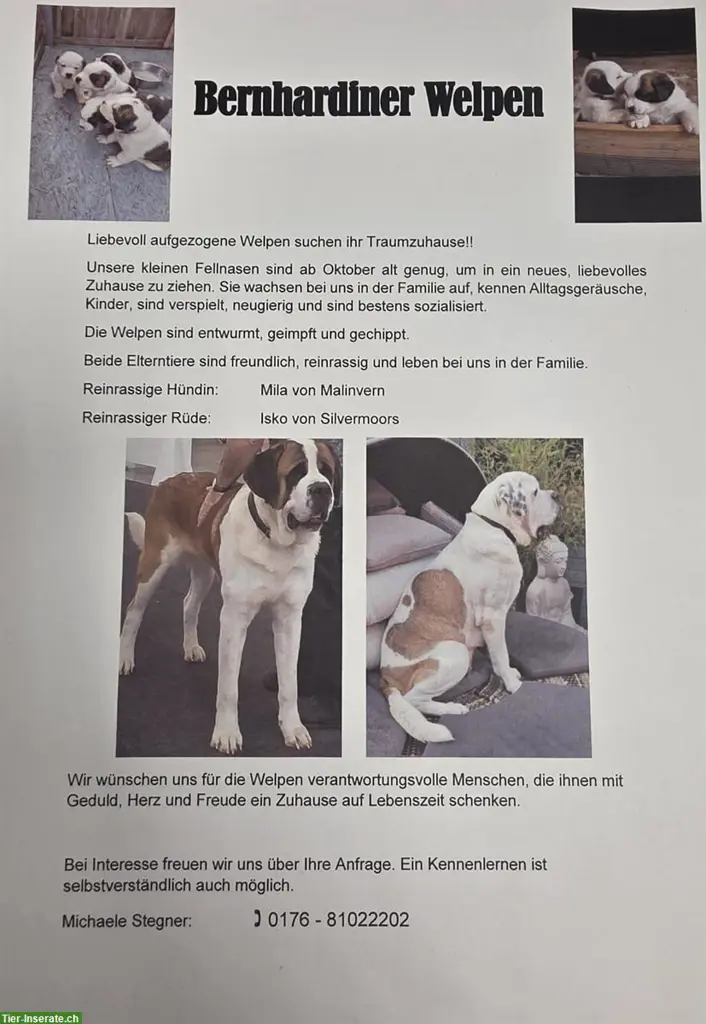 Reinrassige Bernhardiner Zucht-Hunde aus Privaten Gründen