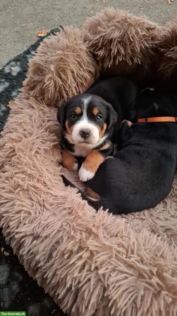Grosse Schweizer Sennenhund, Welpen