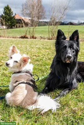 Hunde Liv & Bruce, gemeinsam stark
