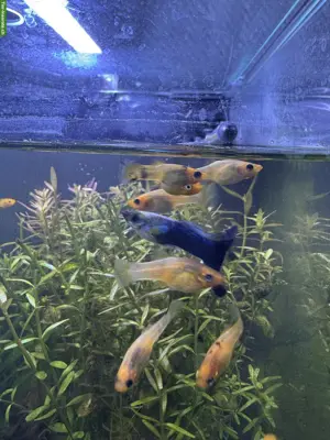 9 junge Mollys kostenlos abzugeben 🐠