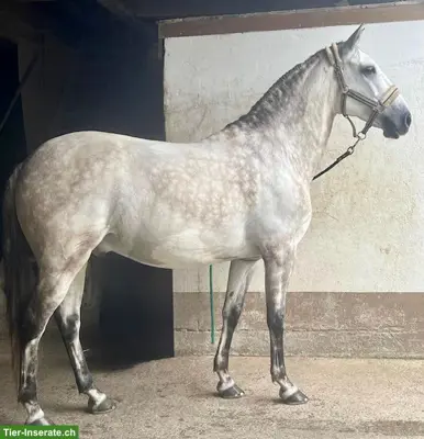 Lusitano Wallach sucht seinen Herzensmenschen