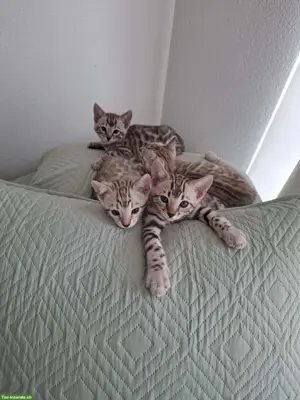 Gesundes wunderschöne Bengal Kitten (Kater) aus seriöser Zucht