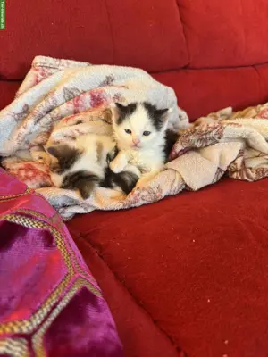 Vier zauberhafte Katzenbabys suchen ab November ihr Für-immer-Zuhause