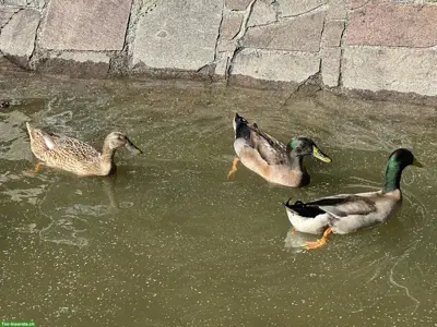 3 Laufenten zu verkaufen, 2 Erpel und 1 Ente