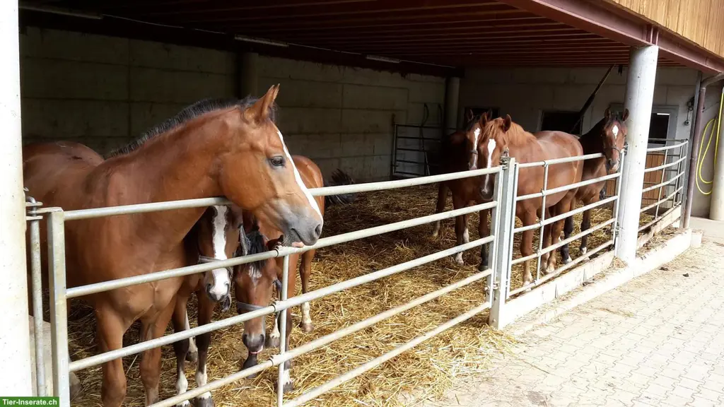 Aufzuchtplätze in familiärer Fohlenweide in Wölflinswil AG