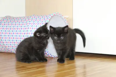Nuela und Mikesch – das verspielte Kitten-Duo