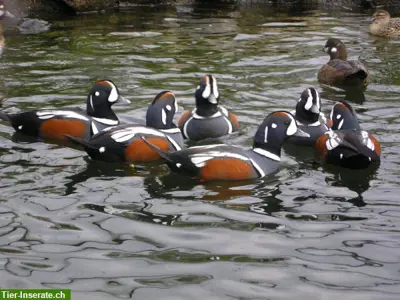 Kragenenten - Harlequin Duck - eine der schönsten Enten