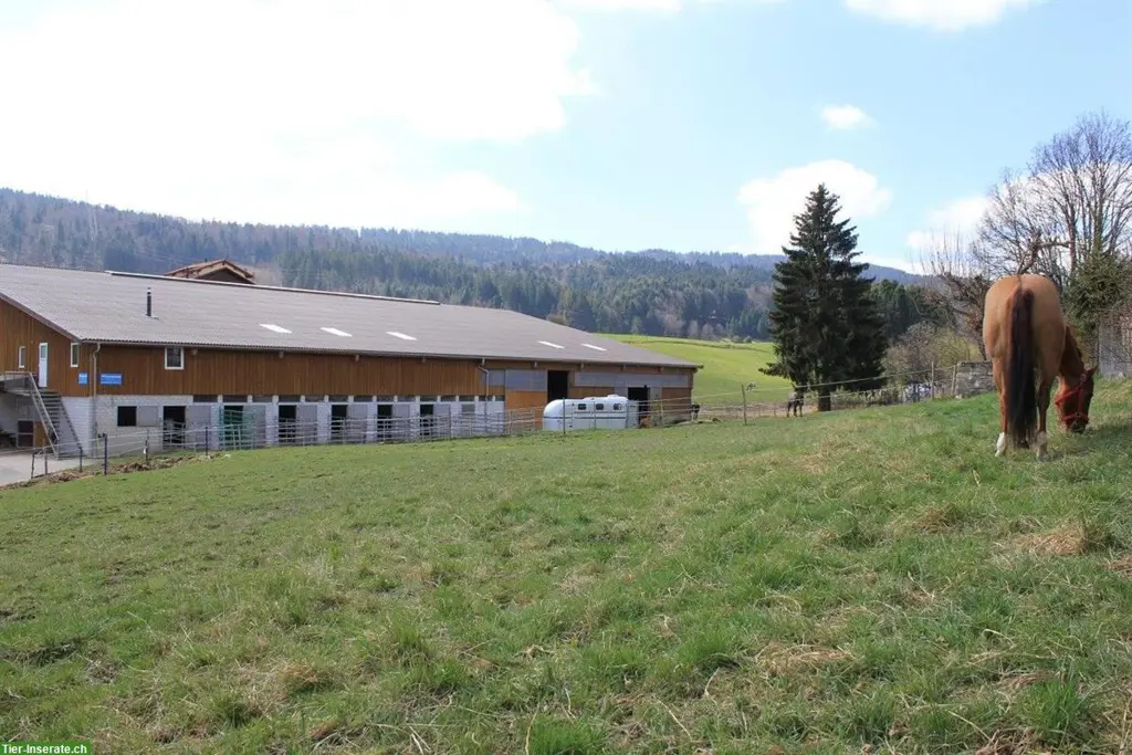 Pferdepensionsplätze Tramelan - Berner Jura