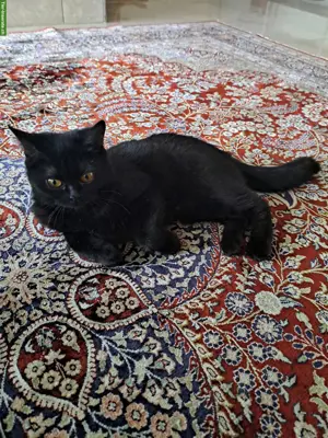 Reinrassiges BKH Kitten Mädchen zu verkaufen