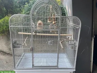 Vogelkäfig, neuwertig, mit Zubehör & Transportbox