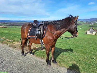 Reitbeteiligung & Reitstunden auf ausgebildetem braven Kleinpferd