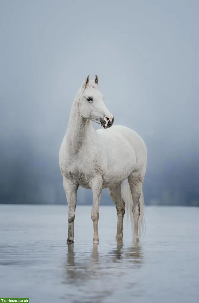Pferdefotografie in der Schweiz - emotional & ausdrucksstark!