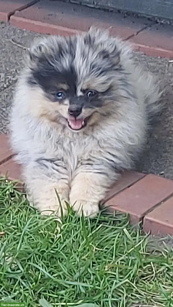 Zwergspitz / Pomeranian Welpen suchen neues Zuhause