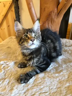 Maine Coon Kitten mit Stammbaum zu verkaufen