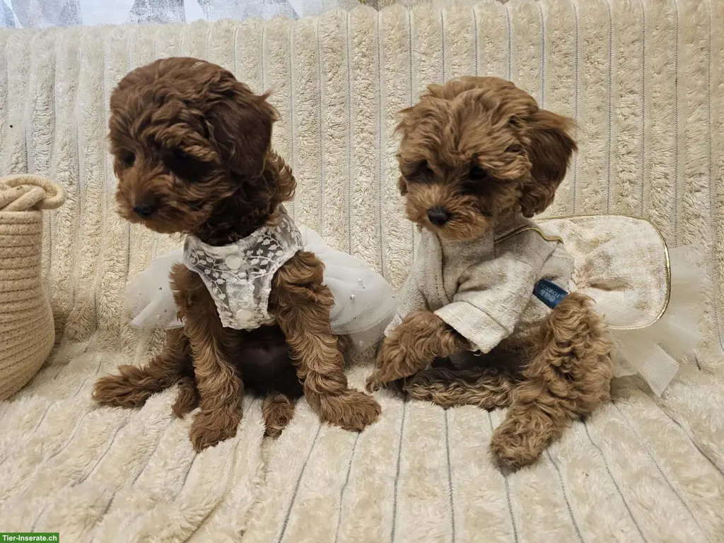 Maltipoo Welpen aus eigener Hobbyzucht