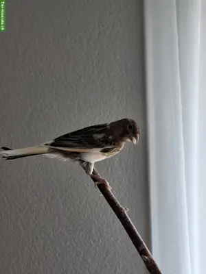 Junger Kanarienvogel zu verkaufen