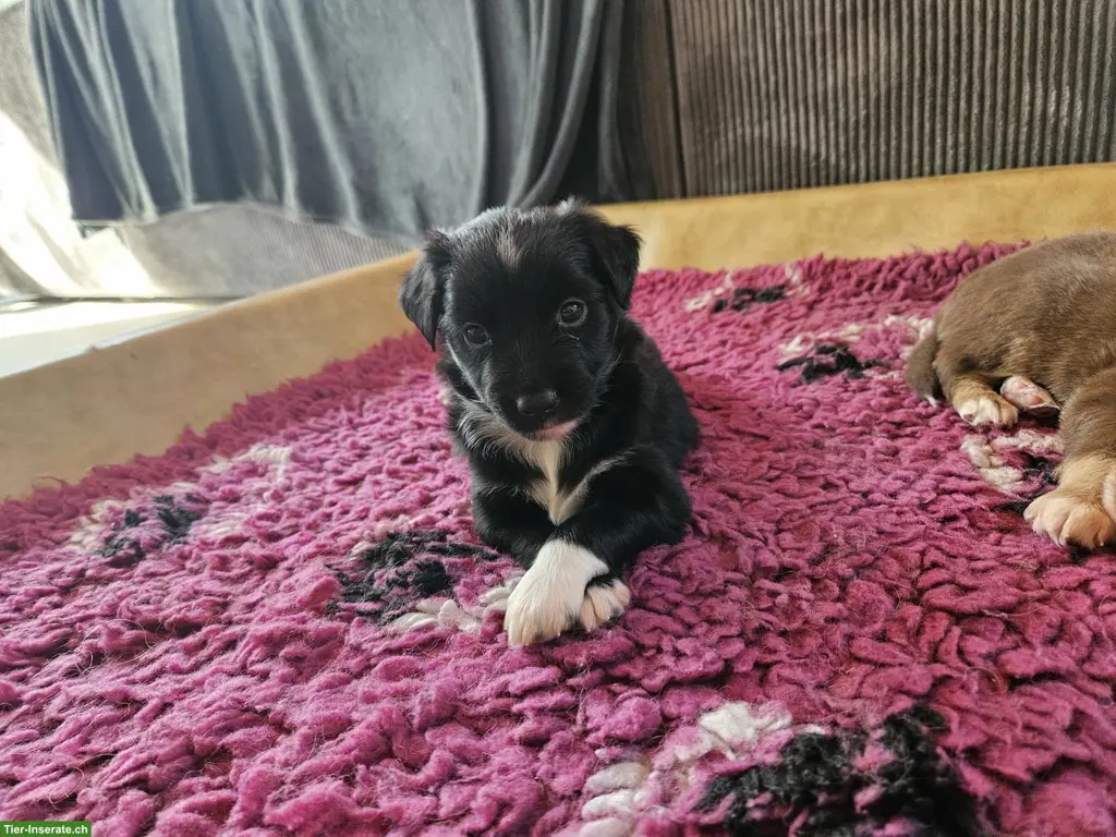 Miniature Australian Shepherd / Mini Aussie Welpe, Hündin