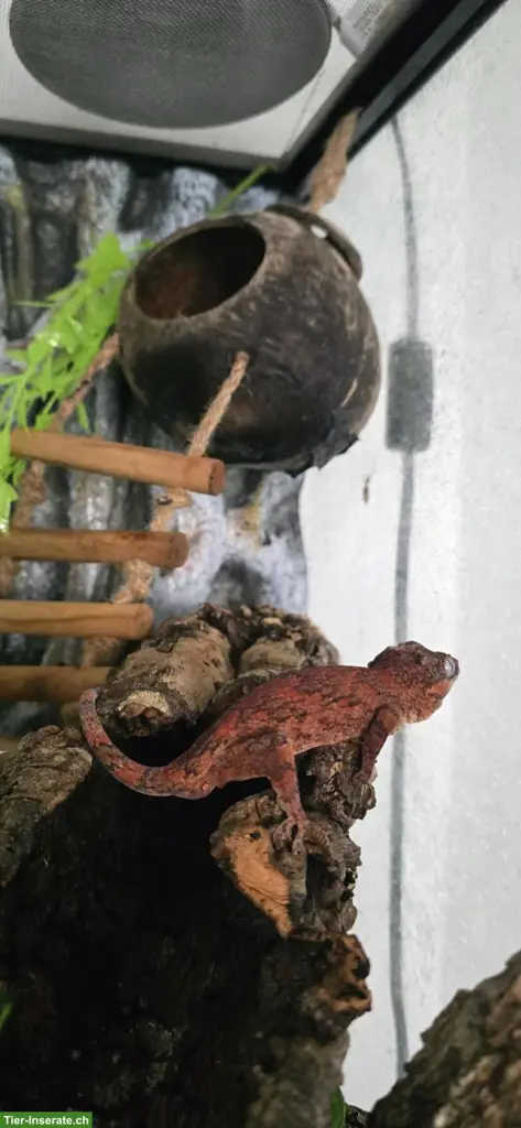 Rhacodactylus auriculatus 1.0.3 (Höckerkopfgeckos)