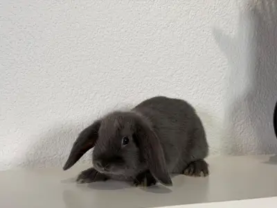 Süsse Mini Lop / Zwergwidder Babys suchen ein liebevolles Zuhause!