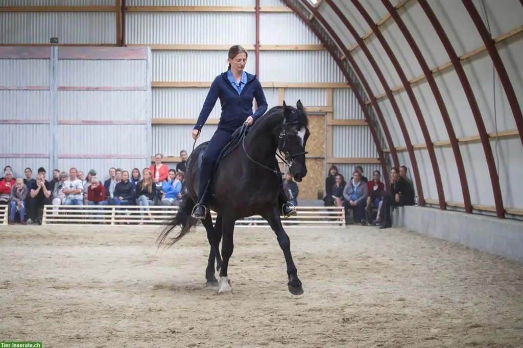 Akademische Reitkunst Wochenendseminar