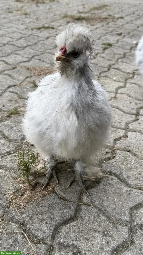 Seidenhahn Junghähne