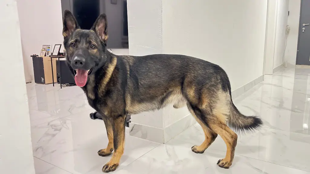 Deckrüde Altdeutsch Schäferhund