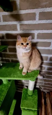 Bkh junge katze