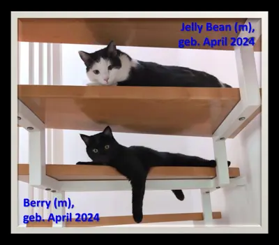 Katzen in Not suchen dringend ein neues Zuhause