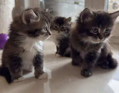 Sibirische Katze - Kitten mit Stammbaum