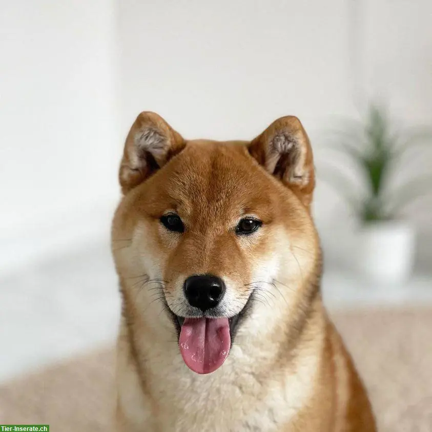 Shiba Inu Welpen vom Zwärgehüsli mit URCI-Stammbaum