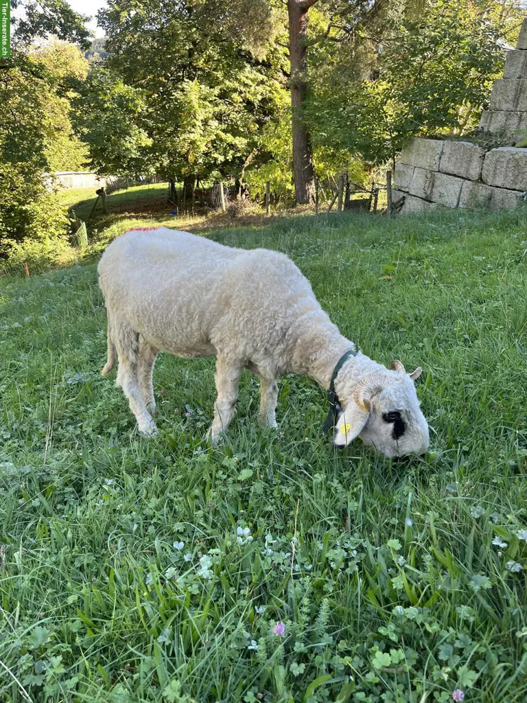 Walliser Schwarznasen Aue