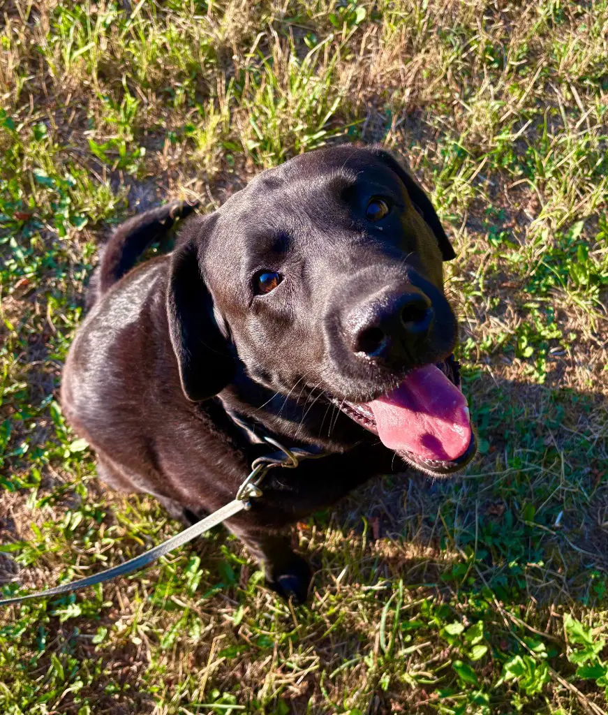 Liebenswerter, kastrierter Labradorrüde sucht Herzensplatz ❤️